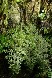 Hymenophyllum flexuosum. Fertile fronds with broad wings extending to the base of the stipes.  
 Image: L.R. Perrie © Te Papa 2012 CC BY-NC 3.0 NZ